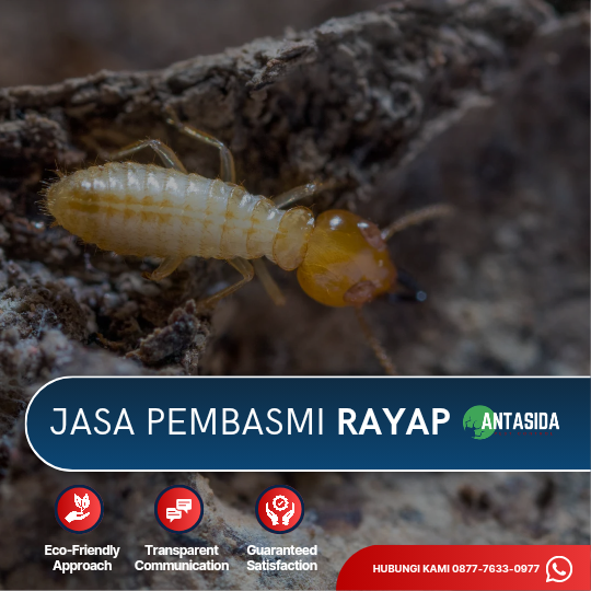 Jasa Anti Rayap