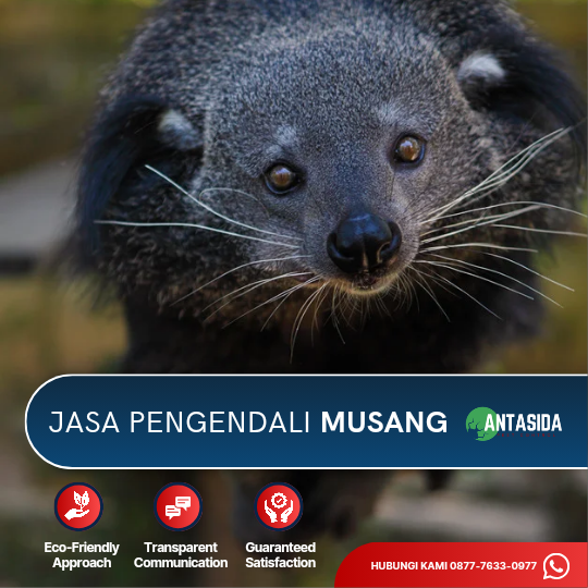 Jasa Pengendali Musang