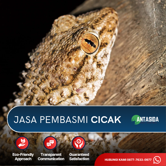 Jasa Pembasmi Cicak